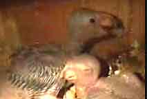 13brut98.jpg (9606 Byte)